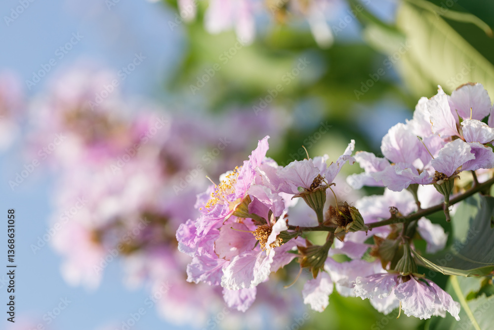Naklejka premium Queens Flower or Inthanin flower in Thailand, Lagerstroemia speciosa, cheerful blooming in park.