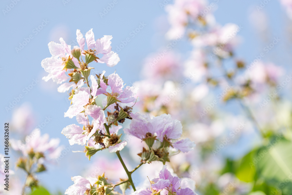 Queens Flower or Inthanin flower in Thailand, Lagerstroemia speciosa, cheerful blooming in park. Queens Flower or Inthanin flower in Thailand, Lagerstroemia speciosa, cheerful blooming in park.