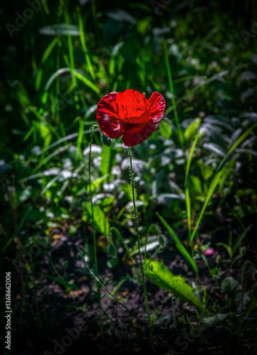 Wallpaper Mural Bright poppy illuminated by the sun, blooming in the garden Torontodigital.ca