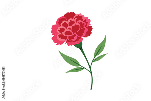 pink carnation flower