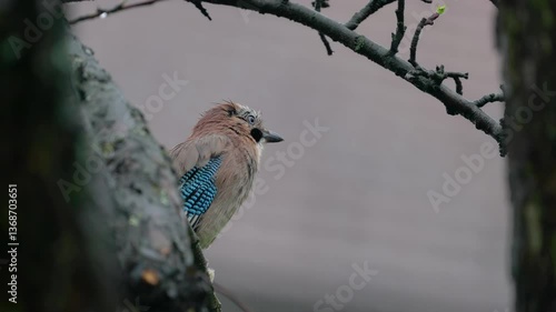 Eurasian Jay eats food on a tree, rain (Garrulus glandarius) - (4K)