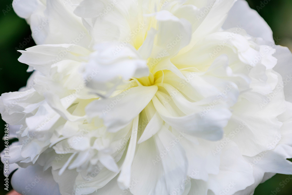 Close up of a large white peony flower with soft petals Close up of a large white peony flower with soft petals