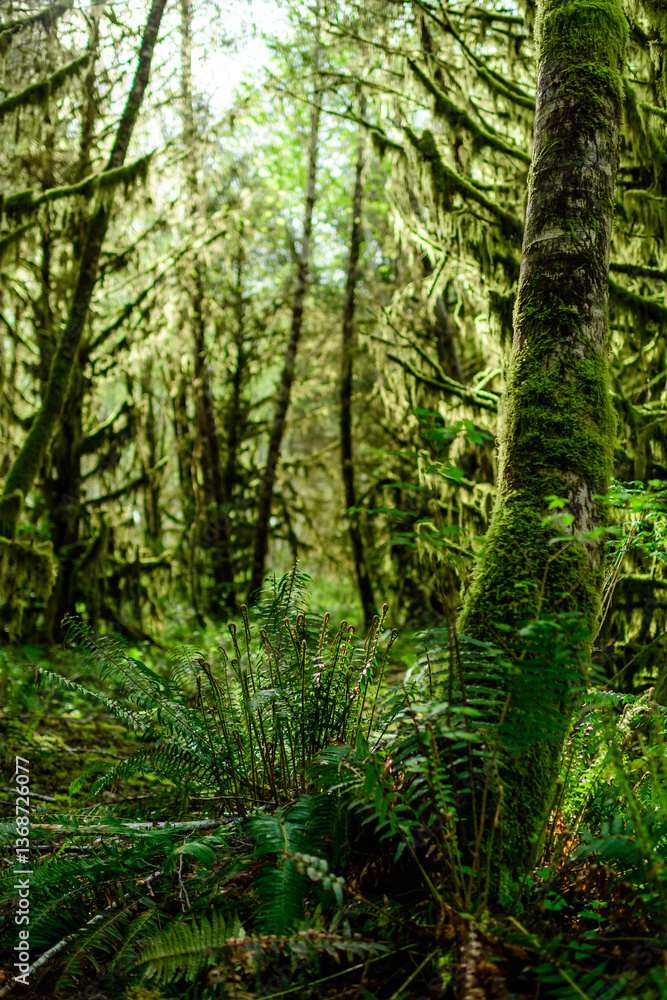 Obraz premium Trees overgrown with epiphytic plants Tillandsia in a humid forest in Olympic National Park