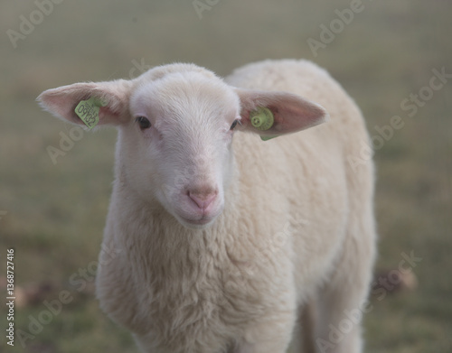 portrait of a lamb