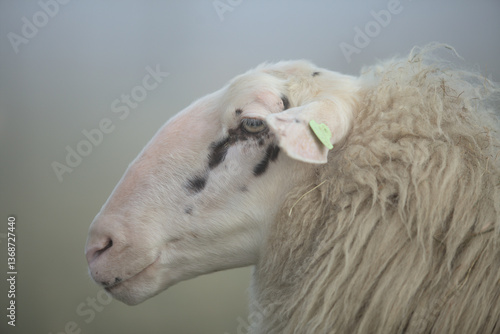 close up of a sheep