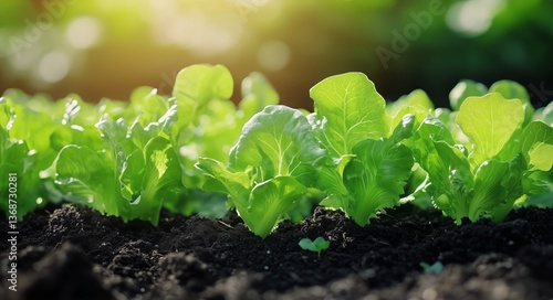 Fresh Green Lettuce Seedlings Growing in Soil During a Sunny Afternoon in a G...