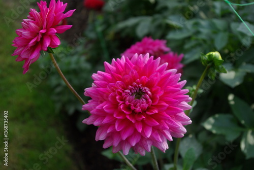 Dahlia rose au jardin en été