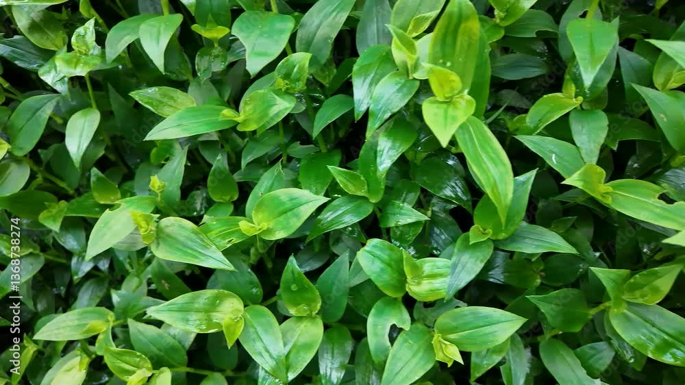 Vibrant green leaves forming a lush pattern, perfect for nature backgrounds, Earth Day, and eco-friendly concepts Vibrant green leaves forming a lush pattern, perfect for nature backgrounds, Earth Day, and eco-friendly concepts