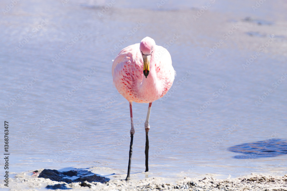 Laguna Hedionda flamingos, Bolivia
