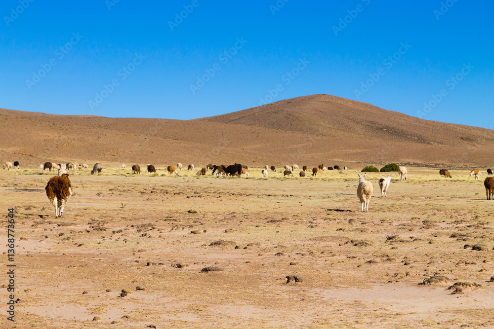 Bolivian llama breeding,Bolivia