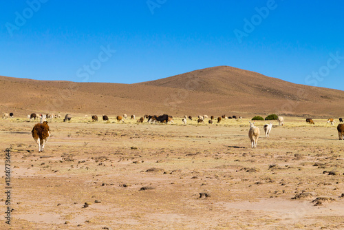 Obraz na płótnie Bolivian llama breeding,Bolivia w salonie