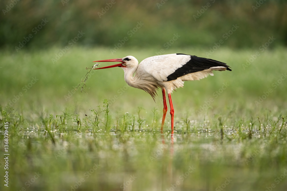 Fototapeta premium White Stork (Ciconia ciconia). Bird catching a frog mid-strike with long red bill extended. Flooded meadow thick with greenery. Action and prey interaction create a compelling wildlife moment.