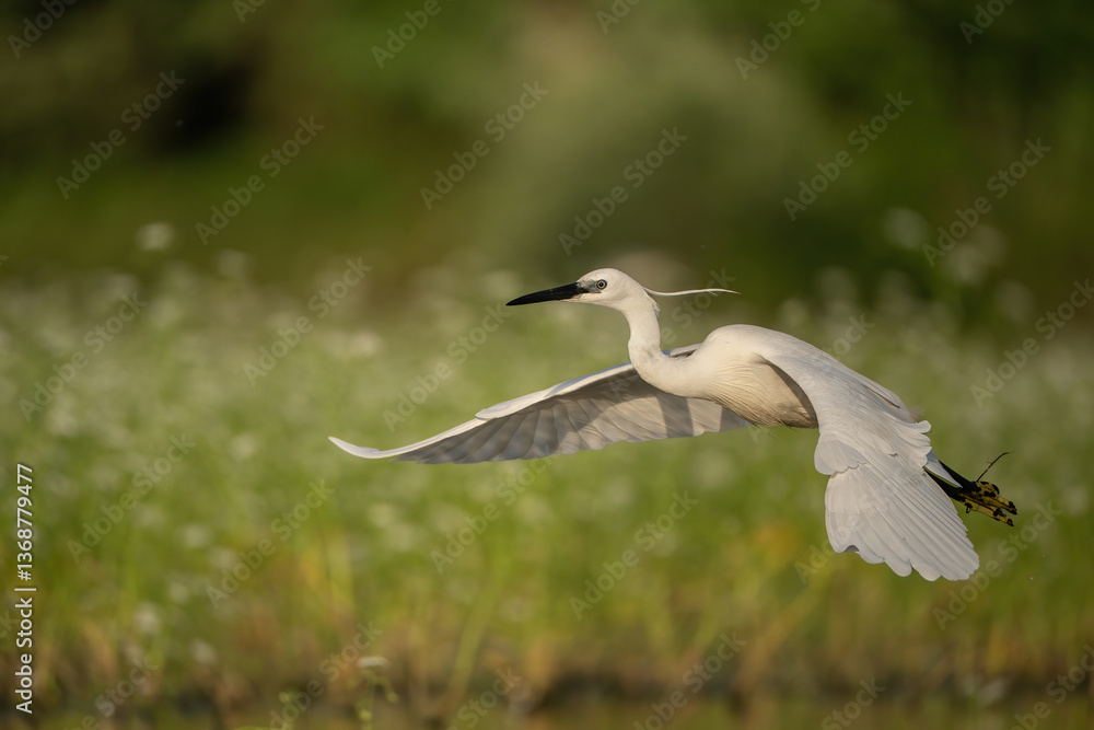 Little Egret (Egretta garzetta). Heron Glides Gracefully over Shallow Wetlands. Flower-speckled marshland surrounds its flight path. Delicate feathers and trailing plumes enhance its elegance. Little Egret (Egretta garzetta). Heron Glides Gracefully over Shallow Wetlands. Flower-speckled marshland surrounds its flight path. Delicate feathers and trailing plumes enhance its elegance.