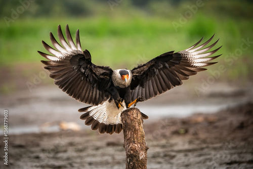 Southern Crested Caracara (Caracara plancus). Falcon family landing with spread wings. Wetland edge with blurred background. Powerful pose and sharp symmetry create a commanding visual.