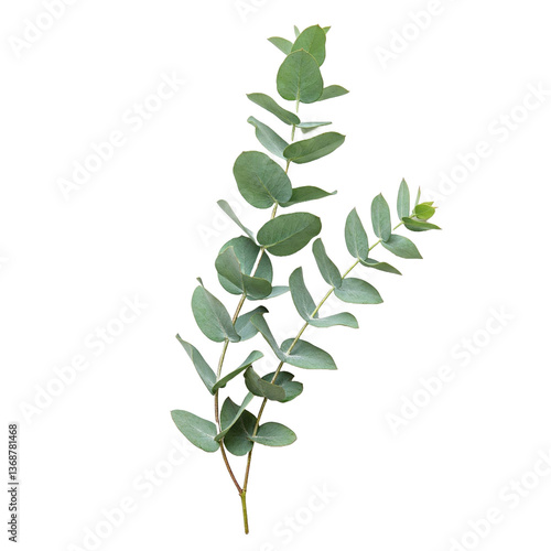 Fresh eucalyptus sprig isolated on transparent background
