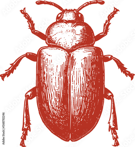 Beautiful Classic Hand Drawing Beetle