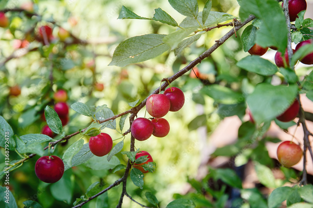 Ripe plums on a branch during the summer day. Ripe plums on a branch during the summer day.