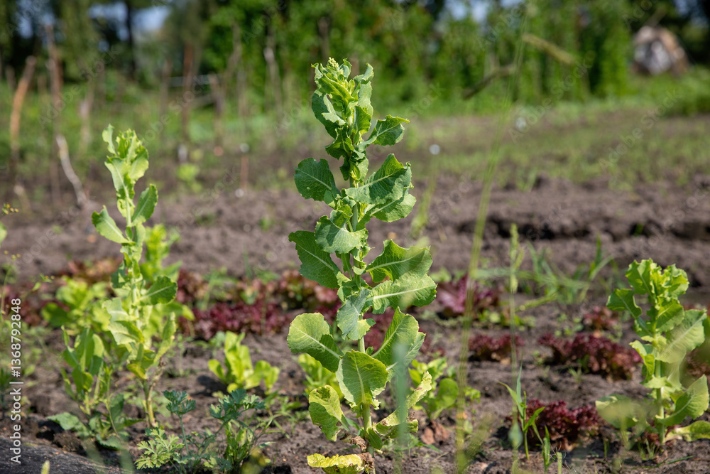 Obraz premium A green lettuce plant blooming in the garden in summer.