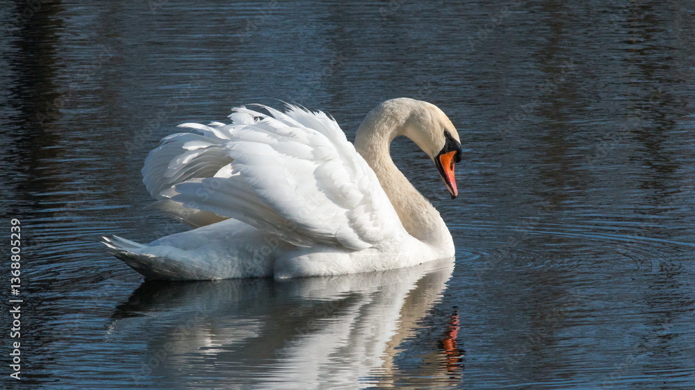 Fototapeta premium swan on the lake