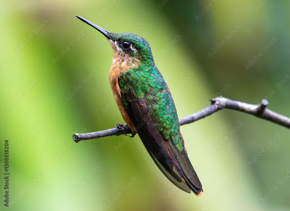 Fototapeta premium hummingbird on a twig