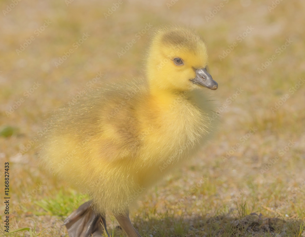 Close Up Of Gosling Close Up Of Gosling