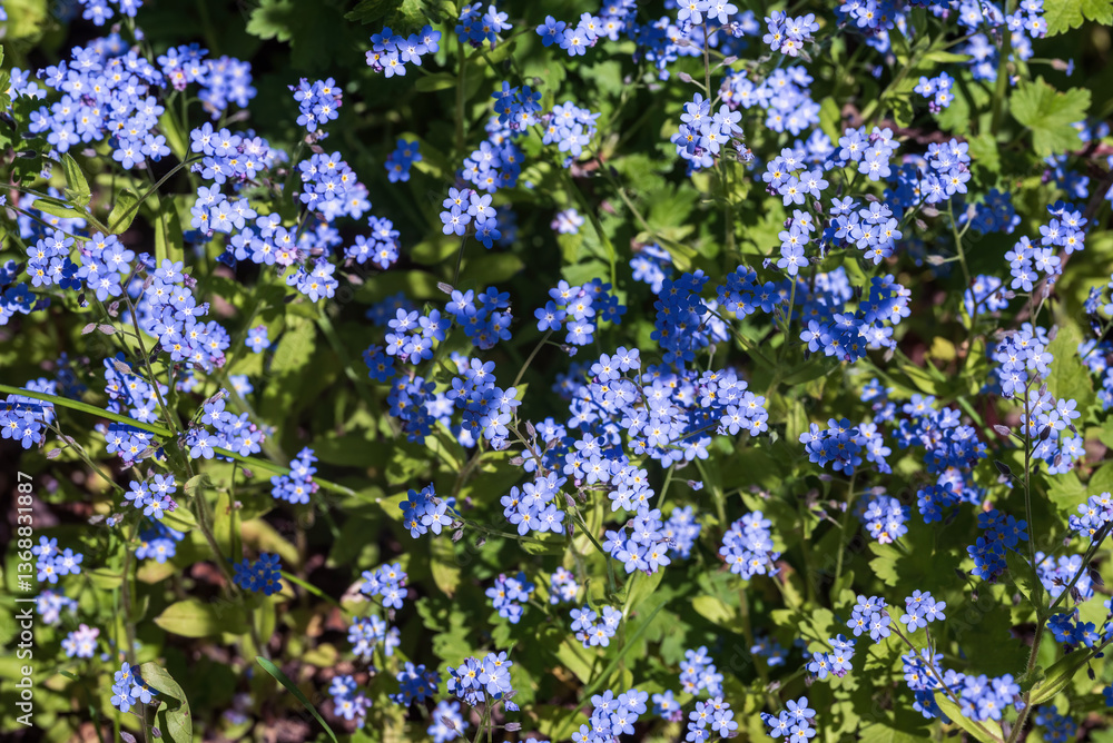 Fototapeta premium Blue forget-me-not flowers in the garden.