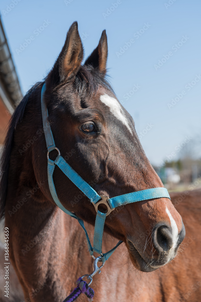 Obraz premium Close-up of a beautiful brown horse with a blue halter standing in the sun. The animal looks alert and calm, with a rural background. Perfect for equestrian, farming, and nature themes.