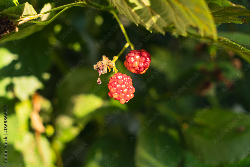 close-up on red raspberries growing on a bush close-up on red raspberries growing on a bush