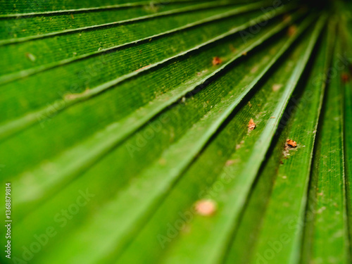 Obraz na płótnie Close up view of vibrant green palm leaf showcasing intricate vein patterns in natural light w salonie