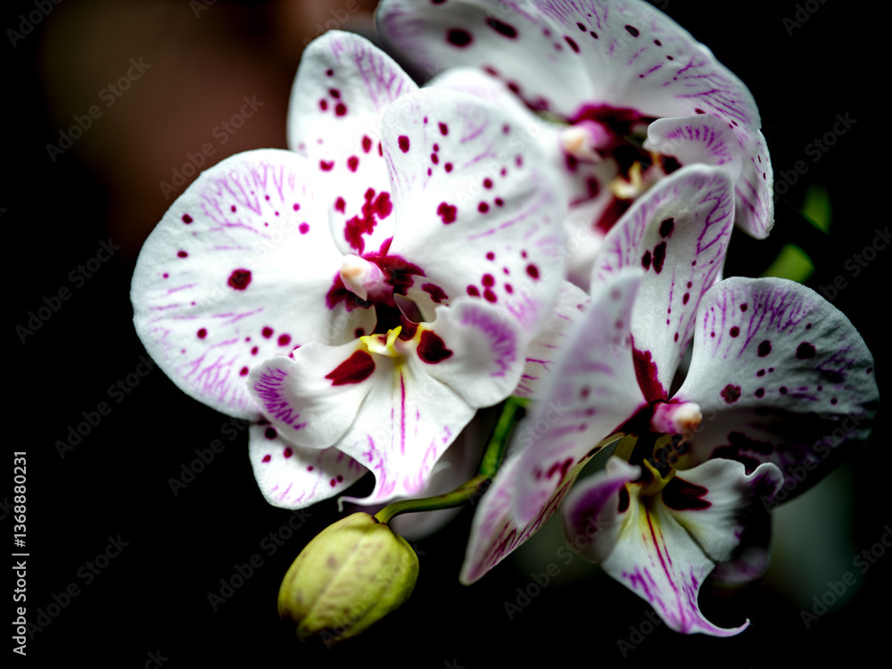 Beautiful orchids in bloom showcasing vibrant petals and intricate patterns in a dark background environment