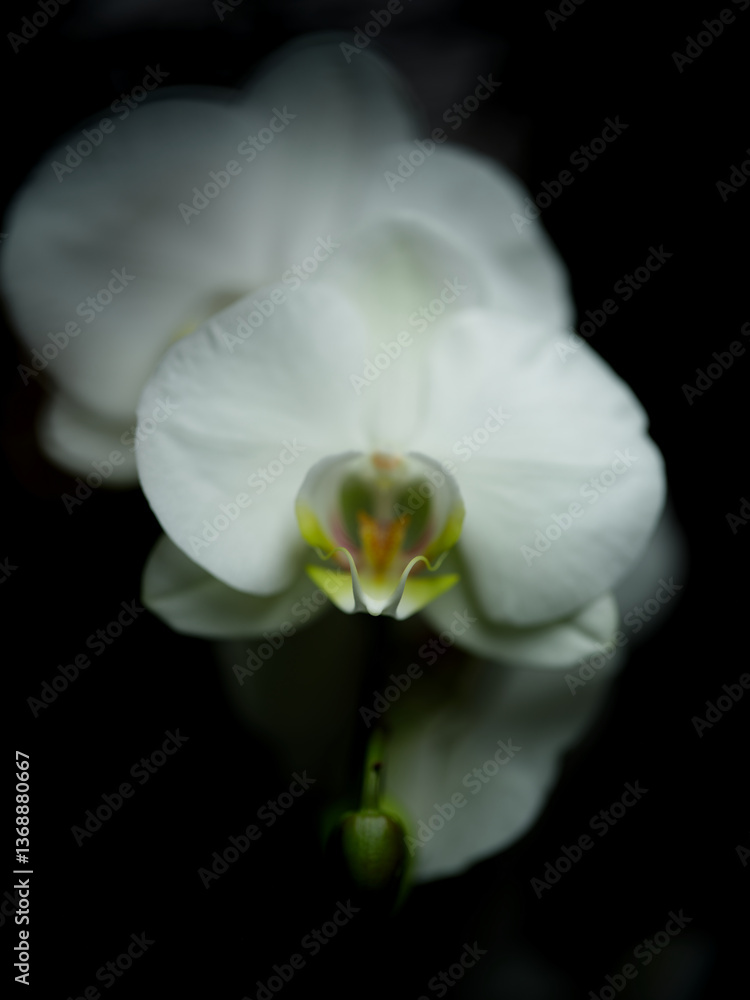 Close-up view of a delicate white orchid flower showcasing its intricate design and natural beauty in low light setting