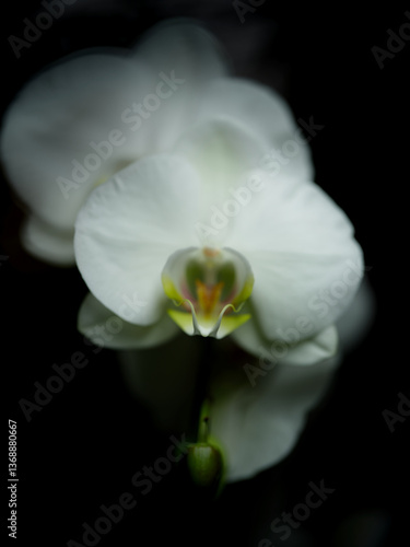 Obraz na płótnie Close-up view of a delicate white orchid flower showcasing its intricate design and natural beauty in low light setting w salonie