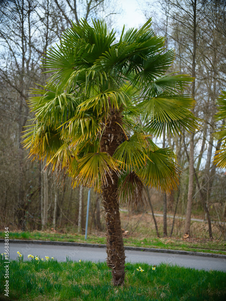 Palm tree standing tall in a green area near a road on a cloudy day with surrounding forest