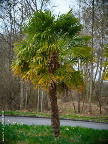 Obraz na płótnie Palm tree standing tall in a green area near a road on a cloudy day with surrounding forest w salonie