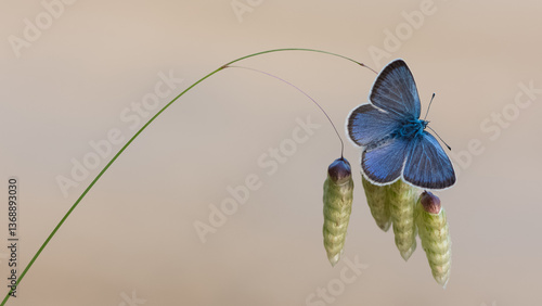 Canvas Print flowers and butterfly in natural life