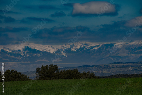 Brassica nigra: Nature at its best
