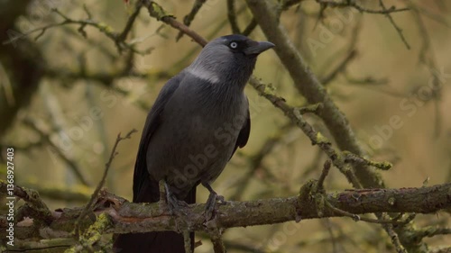 A Jackdaw is Perched on a Branch in a Beautiful Natural Setting That Captures the Essence of Nature