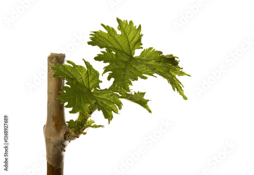 A grape bud bloomed during spring shoots