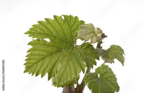 Protective fluff on the leaves of a frost-resistant grape variety