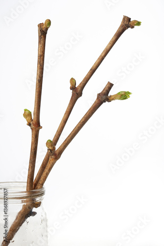 Germination of grapevine on water