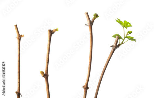 Stages of grape bud development during germination