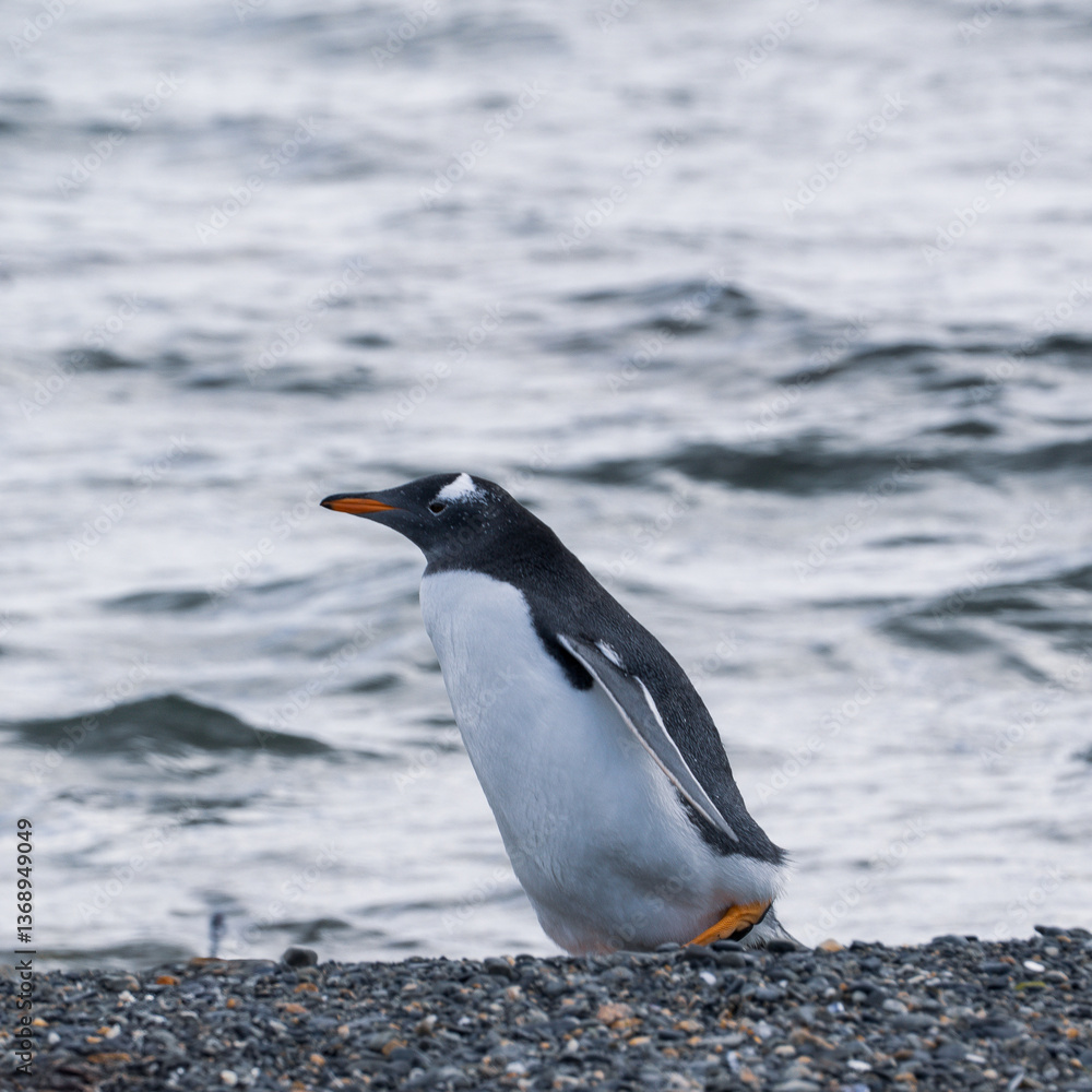 Fototapeta premium Pingouins, Manchots, Ile Martillo, Ushuïa, Argentine, Amérique du Sud