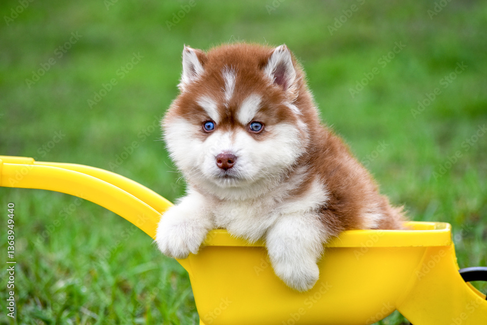 Φωτογραφία Siberian Husky puppy on a green lawn in spring in a yellow toy garden wheelbarro