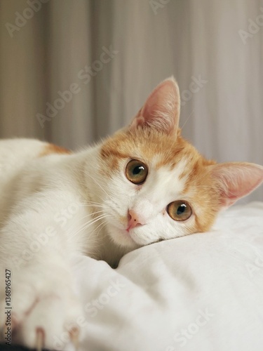Foto Nala the kitten