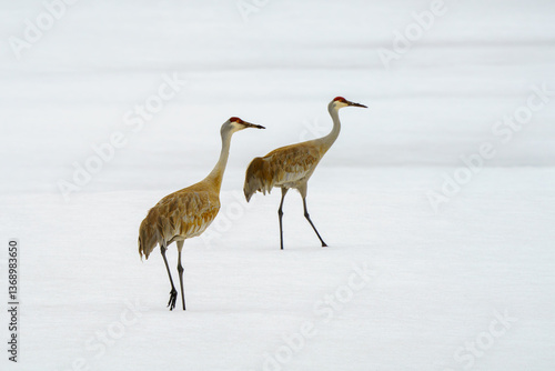 Two Sandhill cranes walking in the snow in Steamboat Colorado