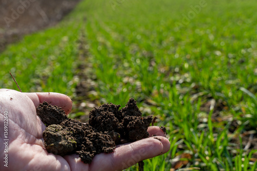 Quadro em tela Hand holds rich, dark soil while surrounded by vibrant green crops in a sunny fi