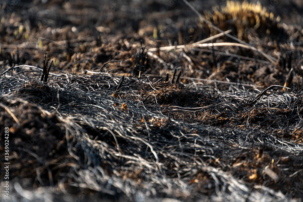 Charred remnants of vegetation cover the ground, highlighting the aftermath of a wildfire that has left the landscape scorched and barren Charred remnants of vegetation cover the ground, highlighting the aftermath of a wildfire that has left the landscape scorched and barren