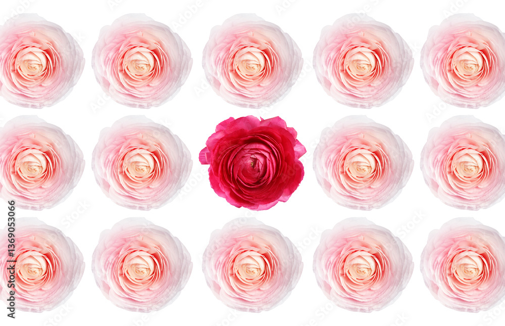 Difference, uniqueness, individuality. Crimson ranunculus flower among pink ones on white background Difference, uniqueness, individuality. Crimson ranunculus flower among pink ones on white background