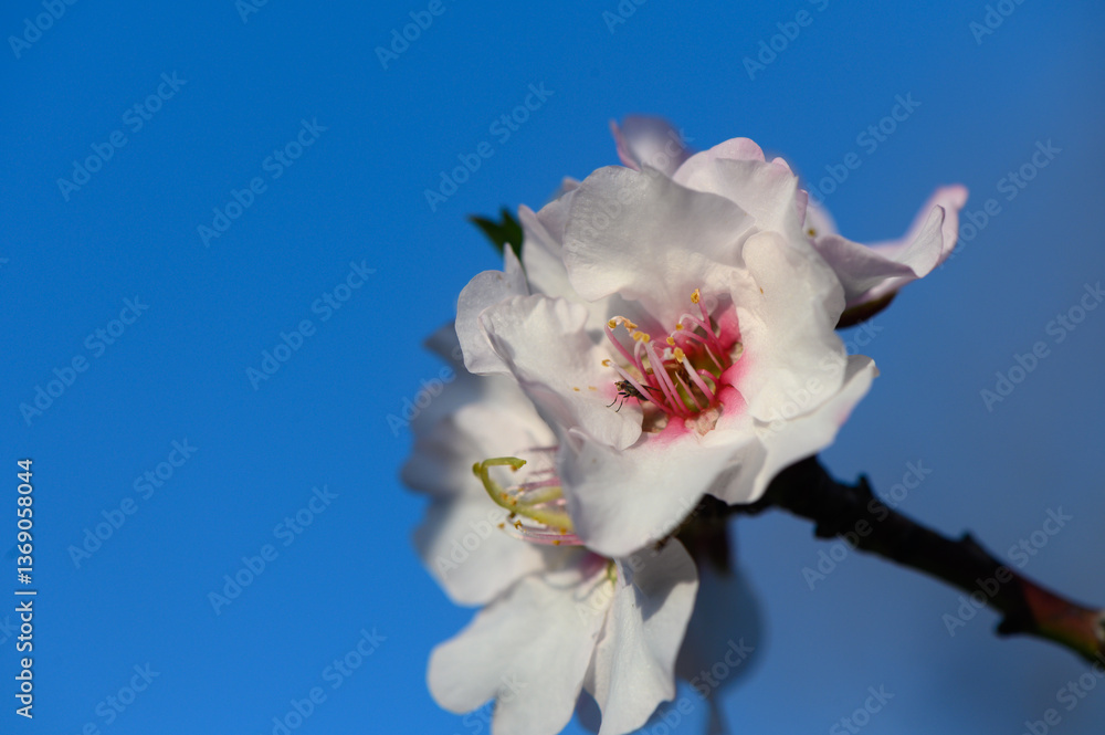 Obraz premium Delicate cherry blossom blooms under a clear blue sky during spring season in a tranquil garden setting