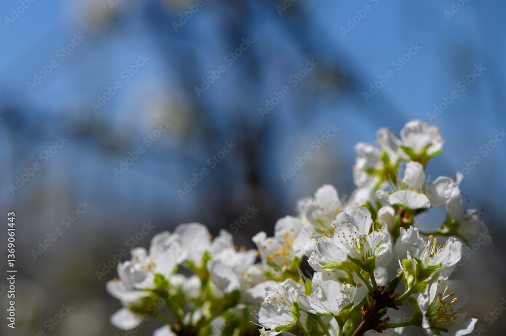 Blossoming pear flowers dance in the gentle spring breeze beneath a vibrant blue sky